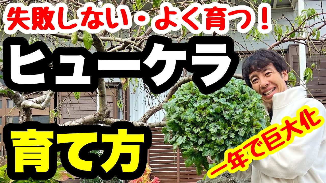 ◆巨大化が止まらない！【ヒューケラの育て方】基本と応用