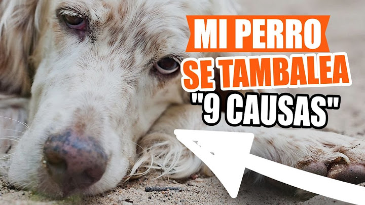 ¿POR QUÉ mi PERRO se TAMBALEA al CAMINAR?🐶🐕