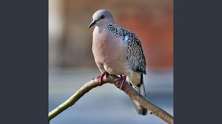 Download Lagu Burung Derkuku Jawa