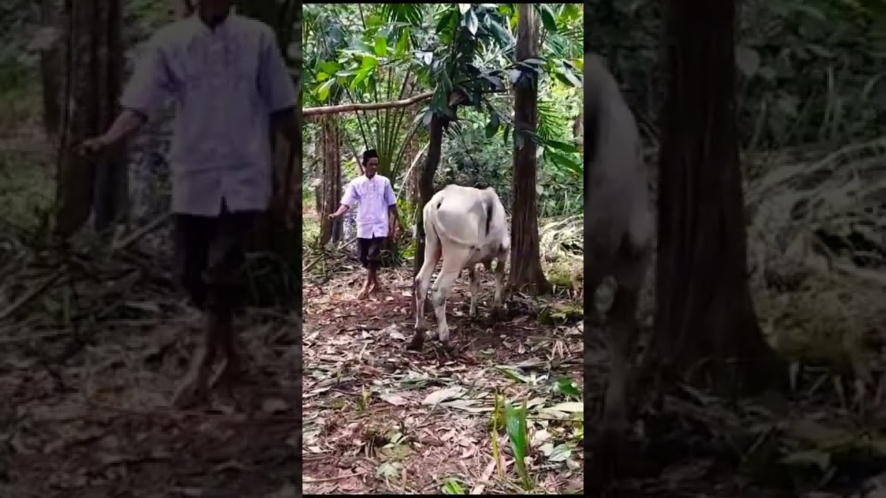 PAK HAJI DI PRANK SAPI KURBAN 