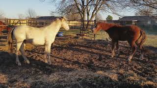 Baby horses establish dominance