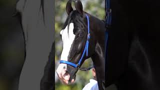 120 Horses in COIMBATORE~ Marwari Horse show /Marwari horse 2023/Anigram