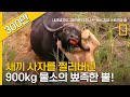 900kg 물소의 뾰족한 뿔, 새끼 사자의 겨드랑이를 찌르다!