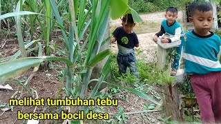 Download Lagu melihat tumbuhan tebu yang sudah di tebang,bersama bocil desa.. MP3