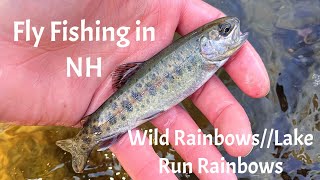 Fly Fishing in New Hampshire//Wild Rainbows//Lake Run Rainbows