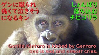 Gorilla Kintaro was kicked in the chest by Gentaro, so he was in pain and sad and almost cried.