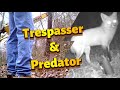 Caught on Trail Camera! Neighbors Called The Cops! Predator & Trespasser?!