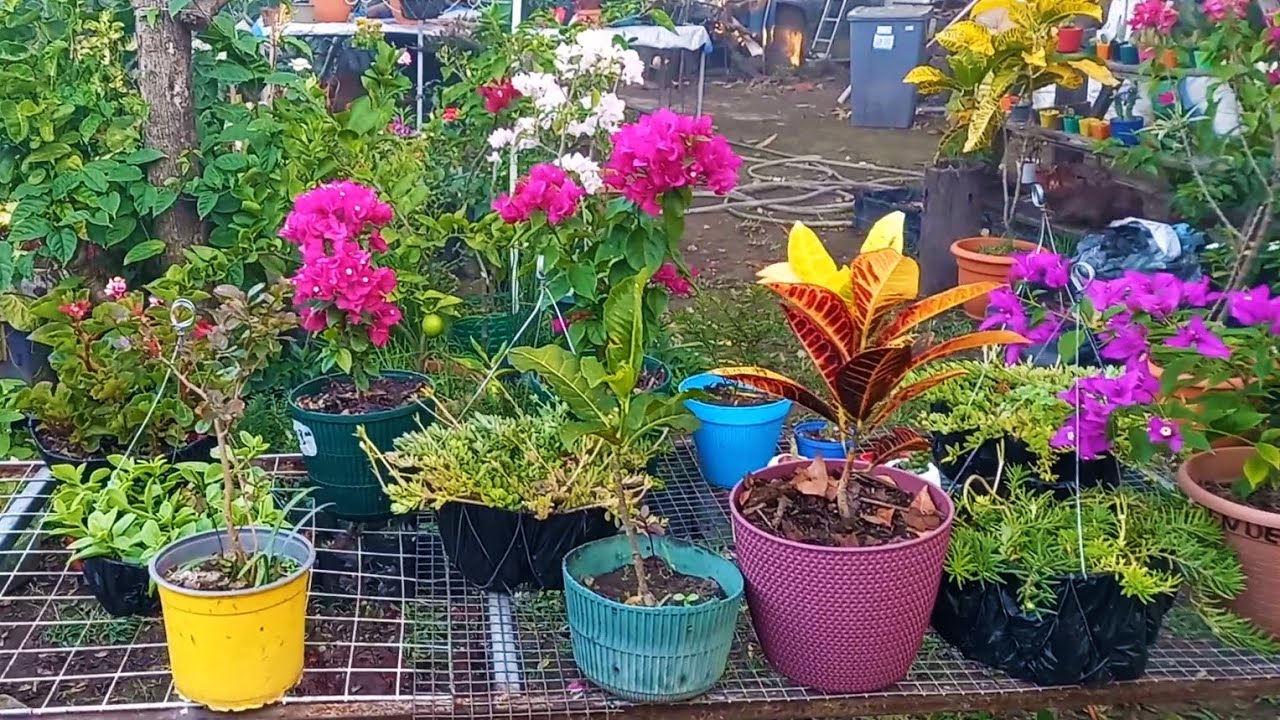 Así está  MI JARDÍN al con el frío en EL SALVADOR #garden #clima #plants 