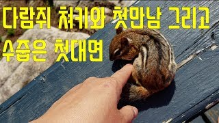 다람쥐 쳐키와 첫 만남 그리고 수줍은 첫 대면 How I Met Chipmunk Chucky For the First Time