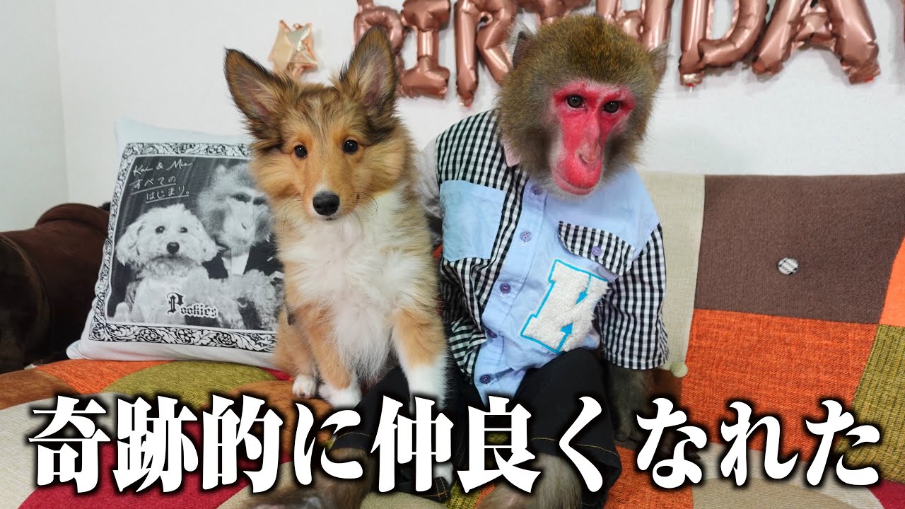 猿犬goちゃん　2体 楽天市場】犬の介護に最適 ペット用 顎のせクッション スモール