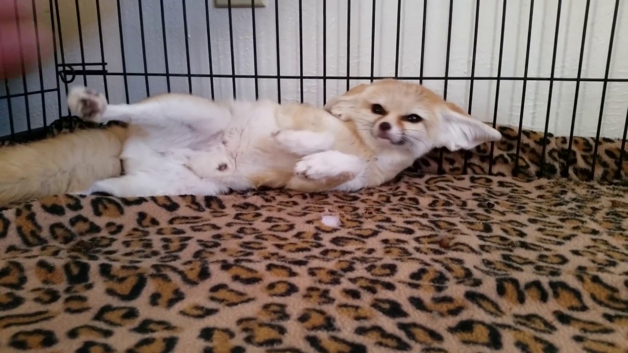 Good morning Scout The Fennec Fox!
