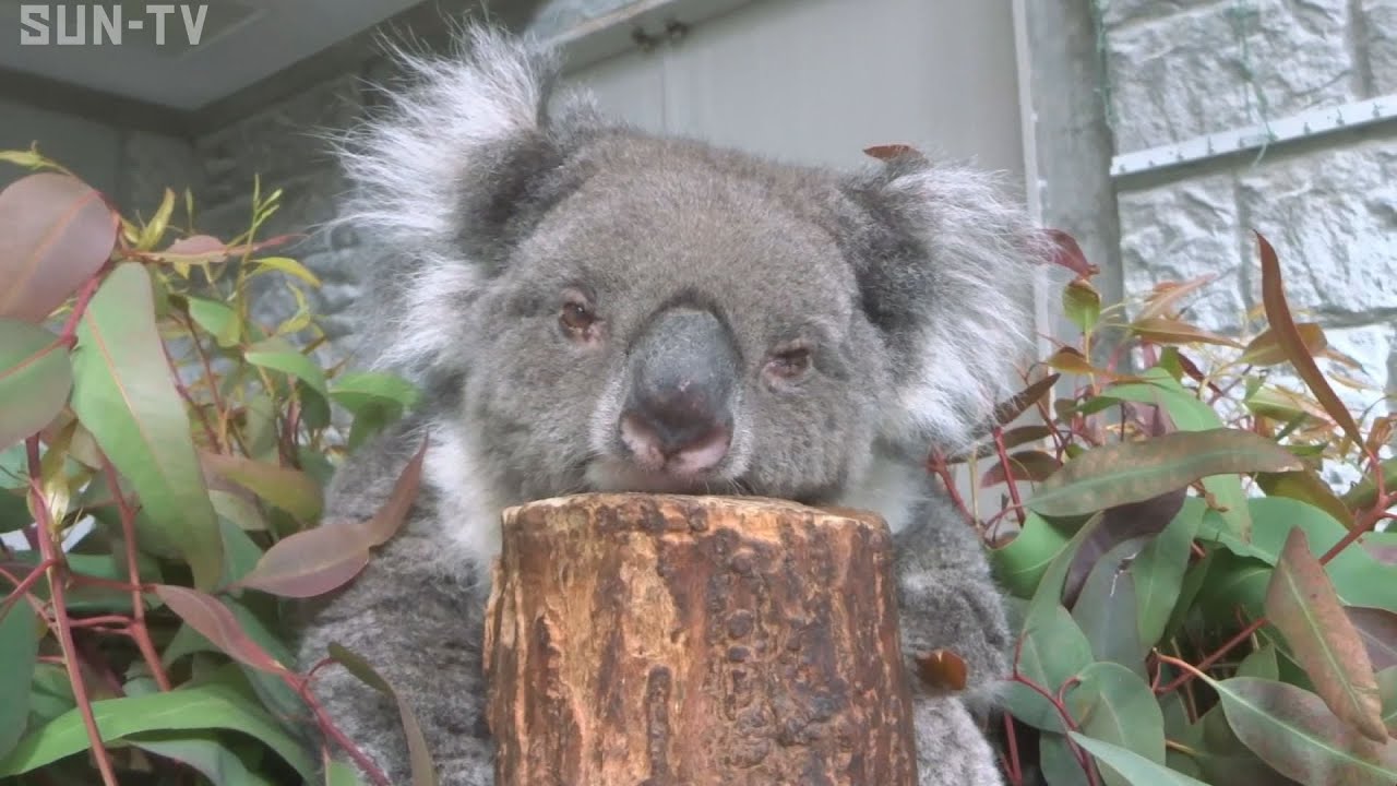 Awaji Island koala turns 24, setting a new record for oldest in