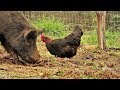 Put Pigs And Chickens TOGETHER, What Happens?