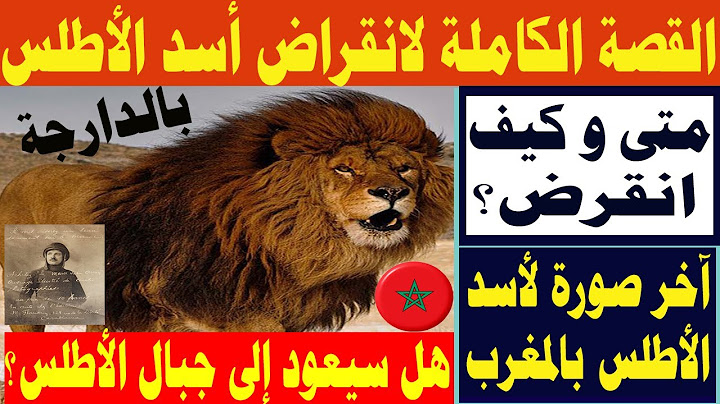 تاريخ أسود الأطلس المغرب / أسد المغرب / أسد الأطلس /متى و كيف إنقرض الأسد البربري؟  lion de l'Atlas