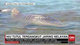 Hiu Tutul Tersangkut Jaring nelayan | REDAKSI PAGI (18/06/21)