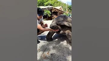 Гладим большую черепаху на Сешелах #turtle #черепаха #seychelles #сейшелы