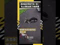 黑熊逼近男童千鈞一髮！哈士奇衝出救下6歲男童｜NOWNEWS