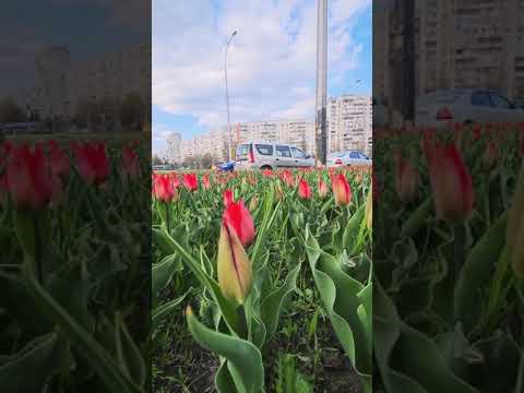 Video: Red Tulip: Det Mest Grymma Avrättandet Bland Spooks - Alternativ Vy