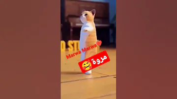 جوجو جوج مروة مروة حسب الطلب Marwa أكثر الجزائر السعودية العراق قطر مصر 