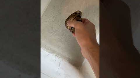 ball python feeding 🐀