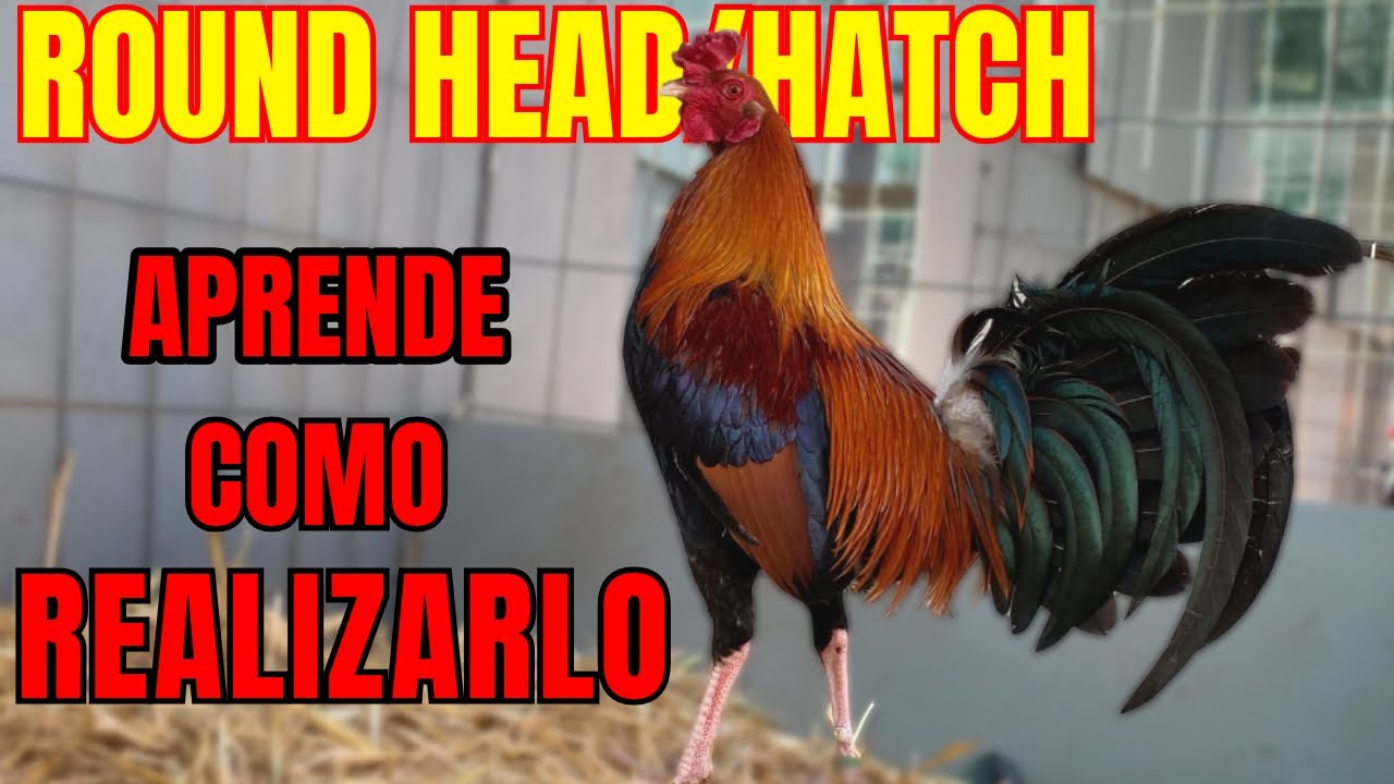 ROUND HEAD/HATCH... APRENDE COMO REALIZAR ESTA CRUZA