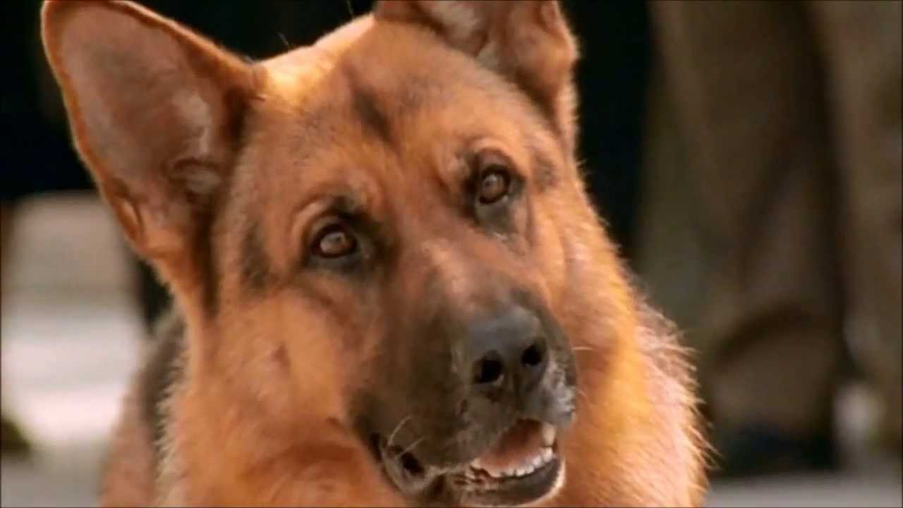 Richard Moser, Christian Böck and REX