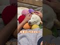 飼い主の抱っこの魔法!安心しきって眠る柴犬のほっこり!#shorts