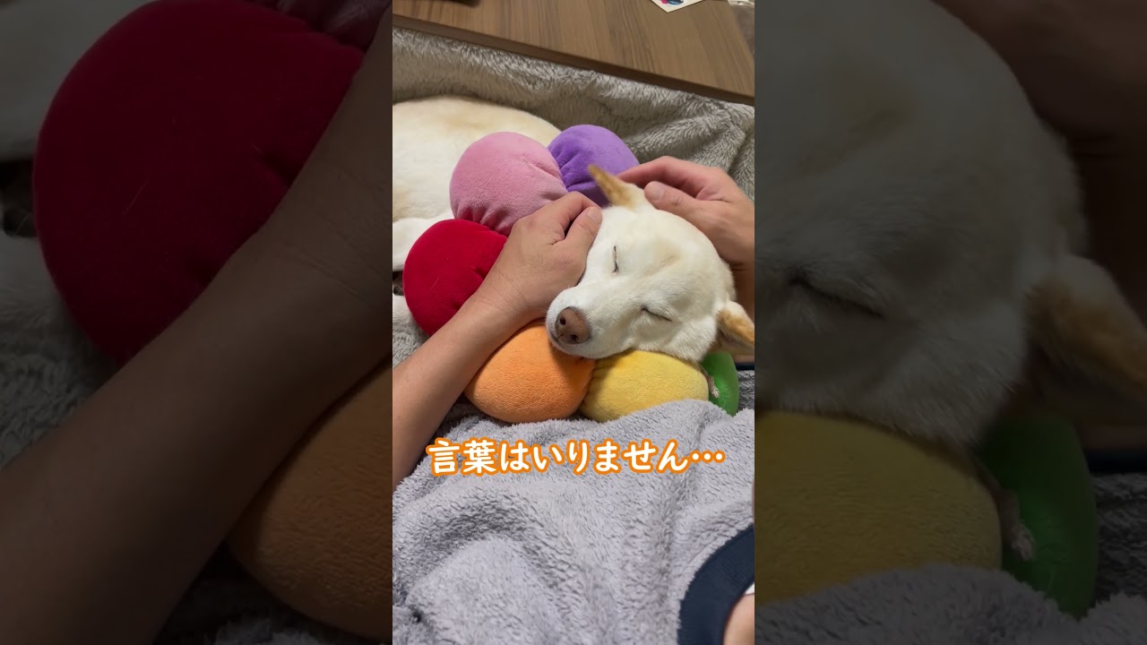 飼い主の抱っこの魔法!安心しきって眠る柴犬のほっこり!#shorts