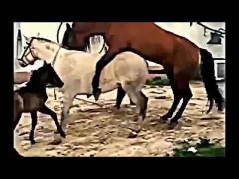 ビデオ動物交配繁殖ロバまたは馬を着る Youtube