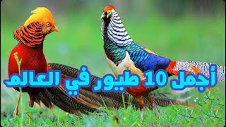 أجمل 10 أنواع طيور هي الأكثر جمالا وروعة في العالم . لن تصدق أنها موجودة