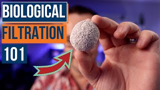 What Is Biological Filtration & Is It Important for a New Saltwater Aquarium? Ep: 21