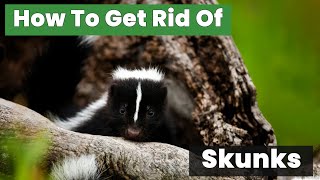 11 Ways to Get Rid of Skunks Fast | The Guardians Choice