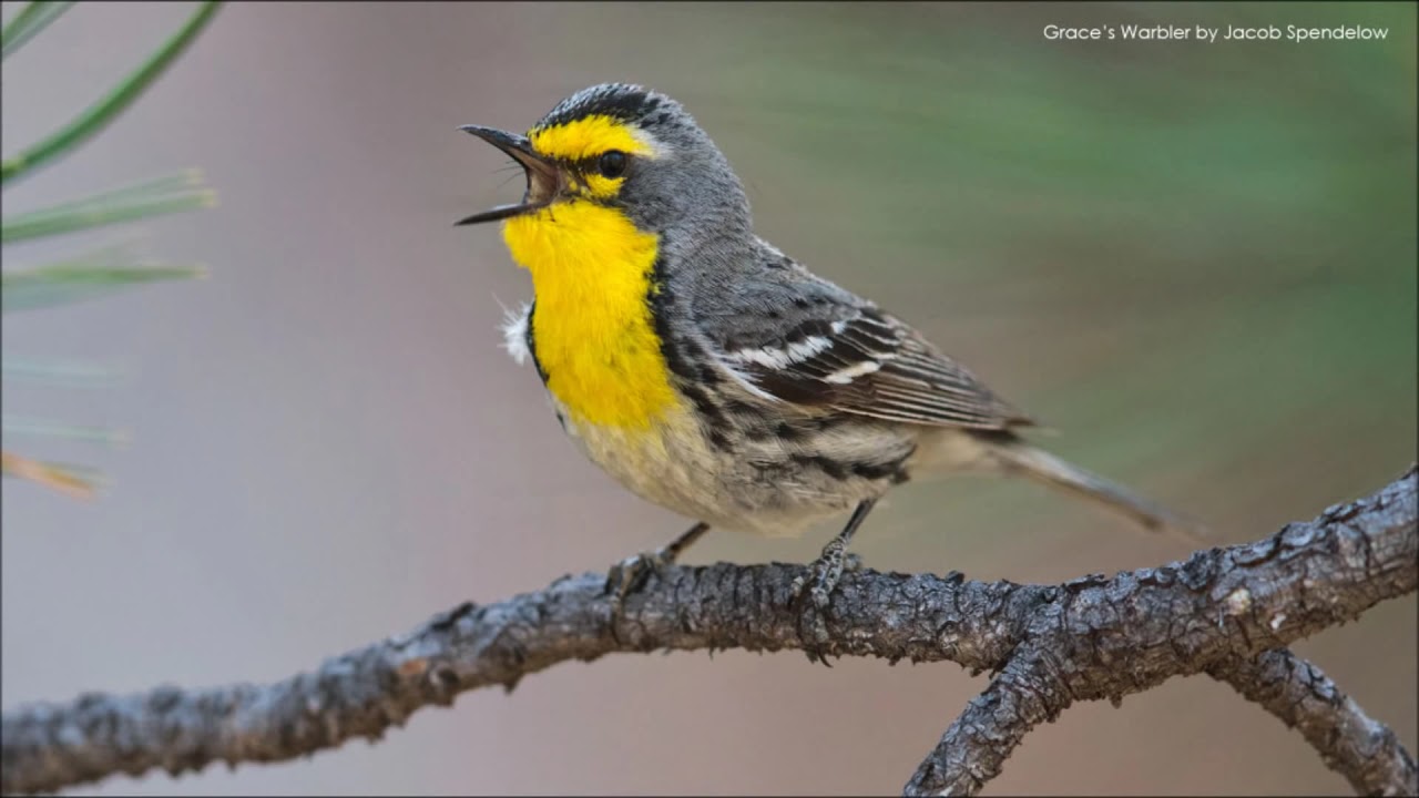Grace's Warbler Song 