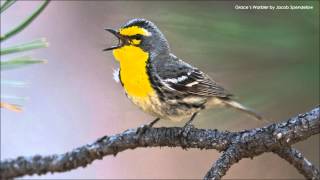 Grace's Warbler Song