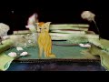 Middle of video