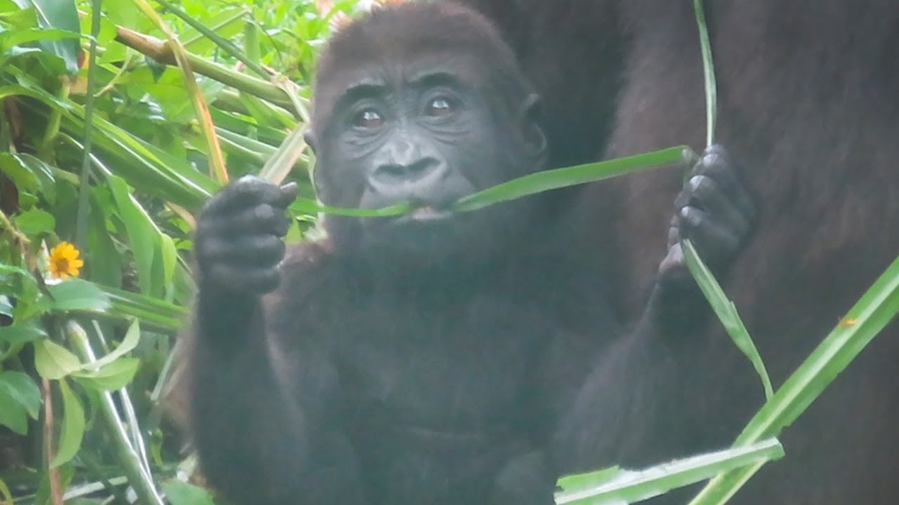 Trees From Ringo 金剛寶寶Ringo爬樹快到頂端🌲👶🏻🦍Baby gorilla Ringo climbs the top of the tree - YouTube