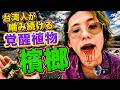 【合法】噛むとハイになる台湾の植物"ビンロウ"食べてみた