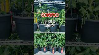 Costco Garden Finds 🌿 Affordable Veggie Plants #shorts #plants