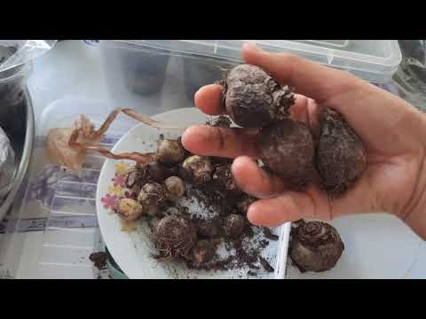 Video: Lale soğanları ekimden önce nasıl saklanır?