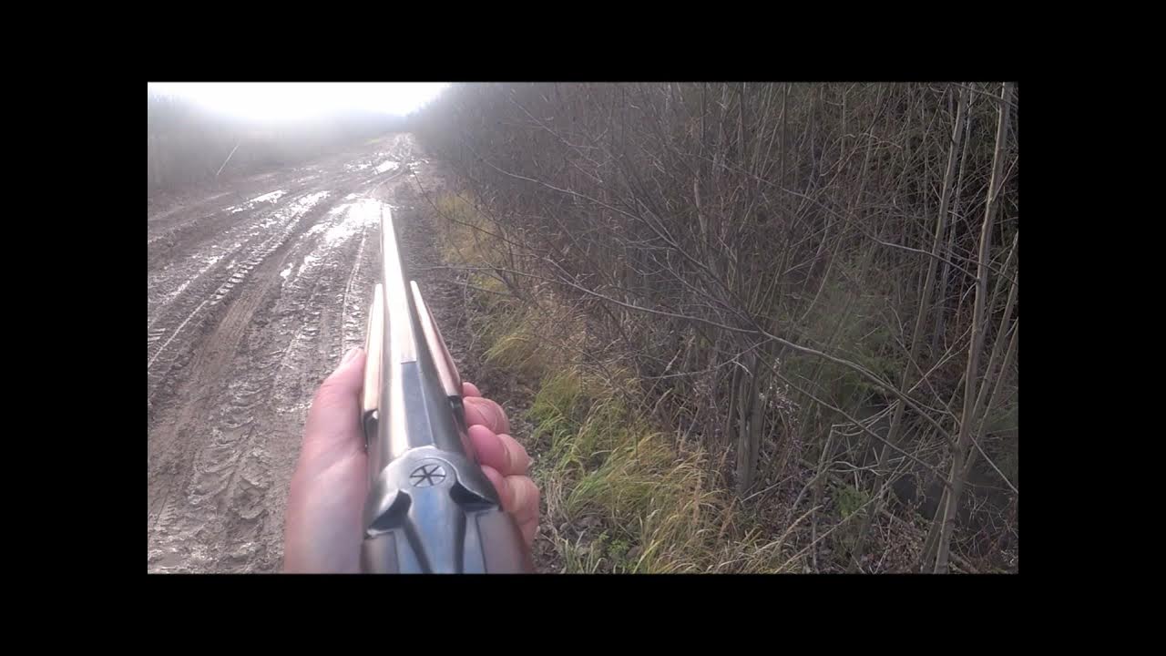 охота на зайца с эстонскими гончими зимой. охота на зайца из засидки. охота на зайца 2024 г. охота на зайца 2024 г. охота на зайца 2024 г.