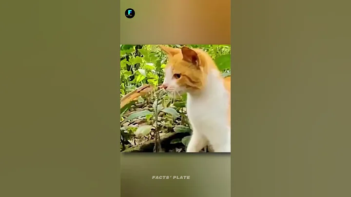 Why do cat's win to snake's #facts #shorts #viralshort #knowledge #ytshorts