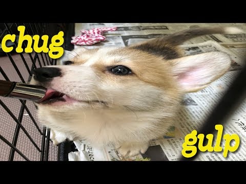 corgi-puppy-rui-want-to-drink-water(#^^#)-#8