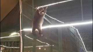 محاوله هروب الراكون. raccoon escape attempt