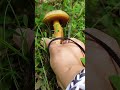 гриб дубовик #непридуманныеистории #жизньвболгарии #грибныеистории #грибы #природа #лес #болгария