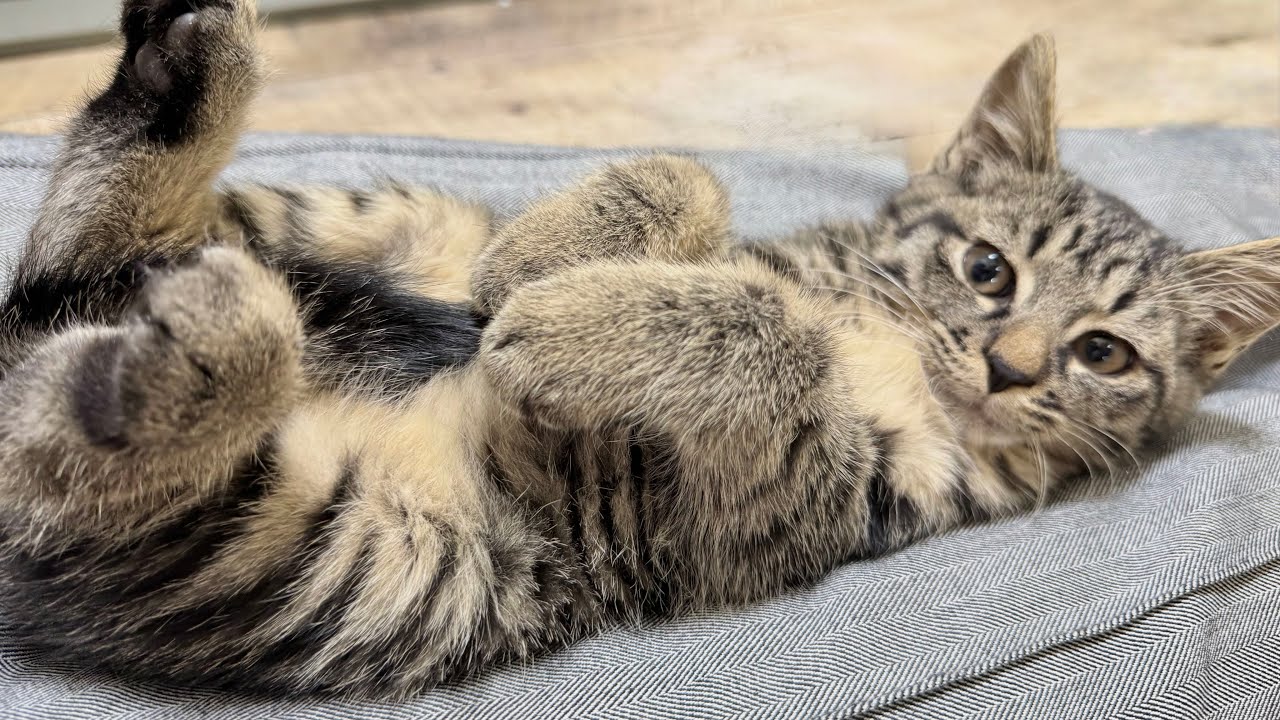 保護7日目 シャーシャー子猫がお膝でこんな姿になりました