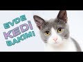 Evde Kedi Bakımı - YouTube