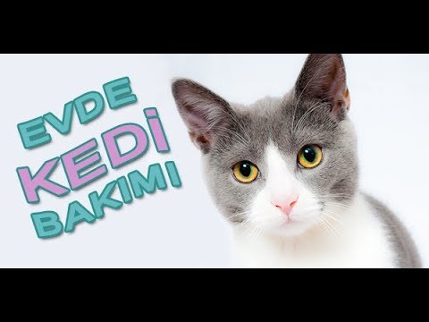 Evde Kedi Bakimi Youtube