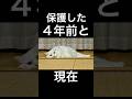 同じ場所で寝る元野良猫 #shorts