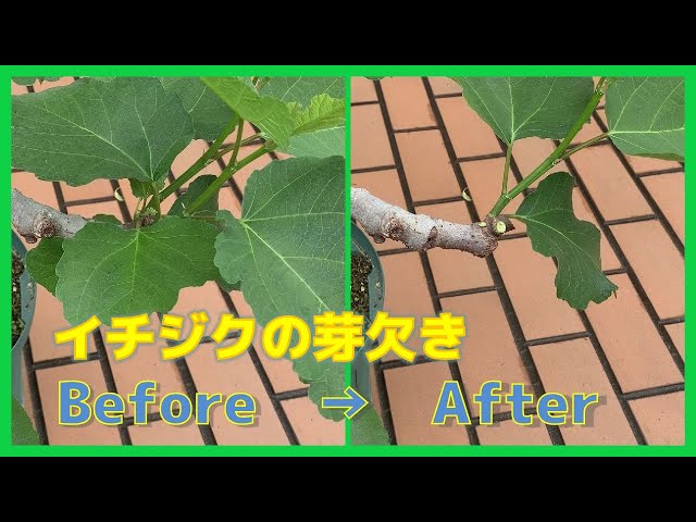 イチジク】5月のイチジクといえば、芽欠き。#無花果 - YouTube