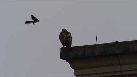 Mockingbird attacking Red-tailed Hawk